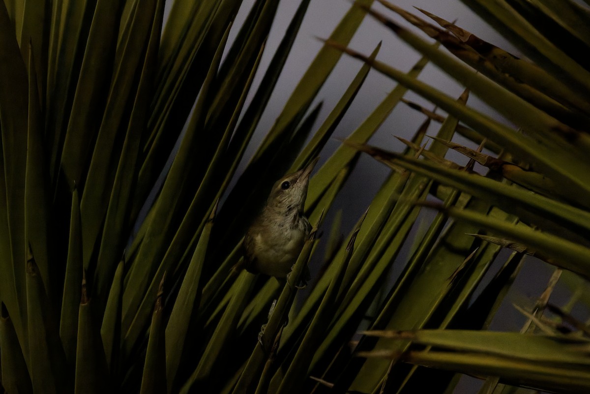 Clamorous Reed Warbler - ML642388512