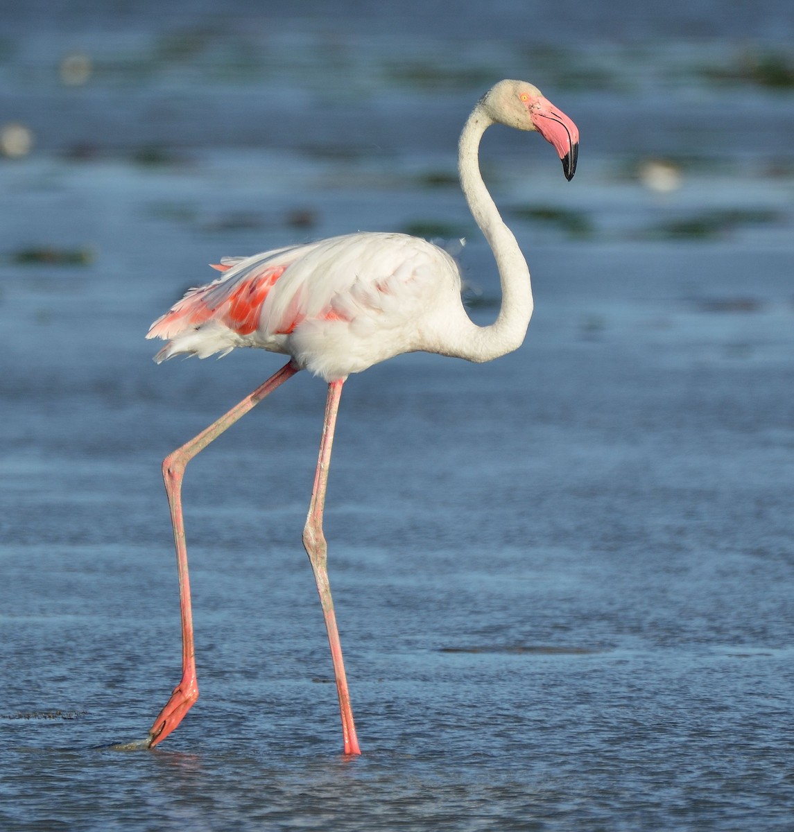 rosenflamingo - ML642388523
