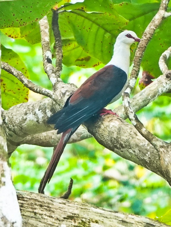 Great Cuckoo-Dove - ML642388533