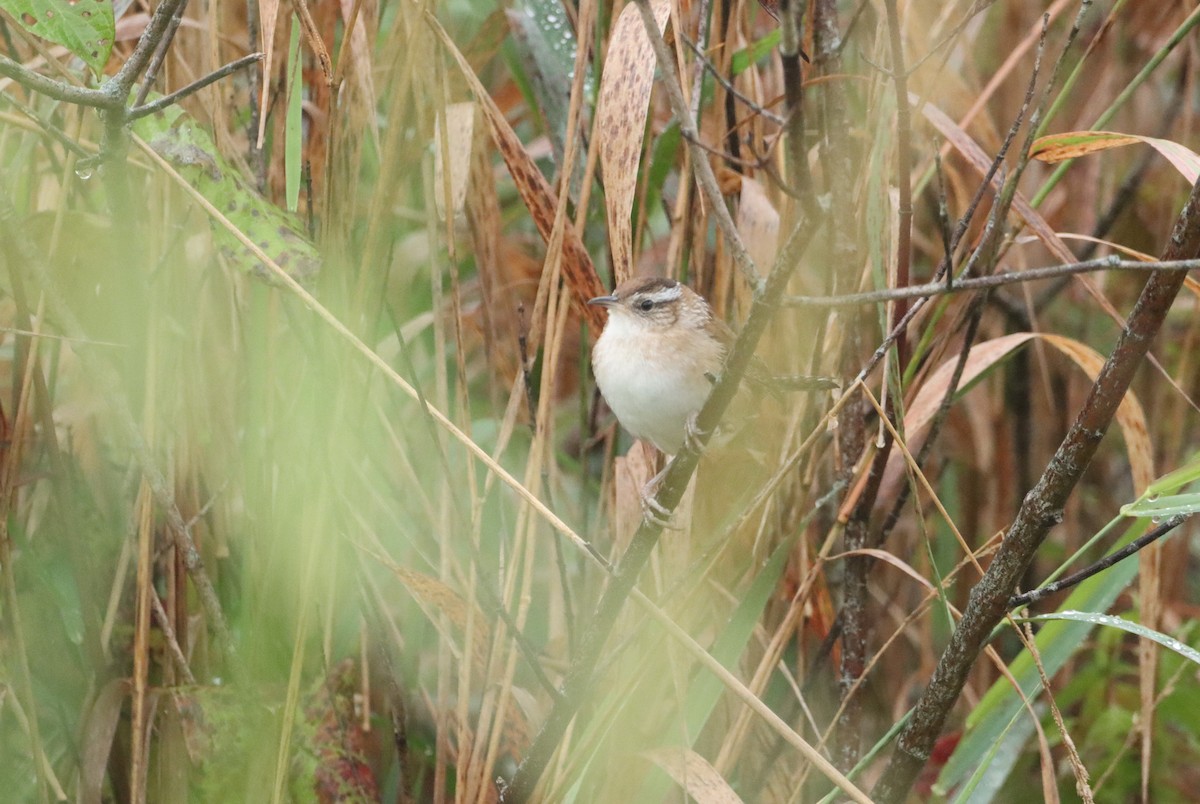 Marsh Wren - ML642388536