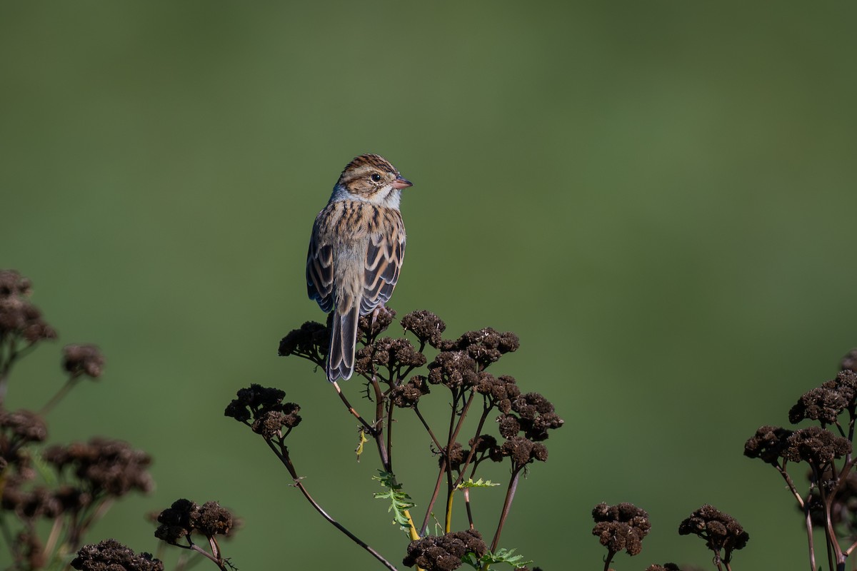 Clay-colored Sparrow - ML642388542