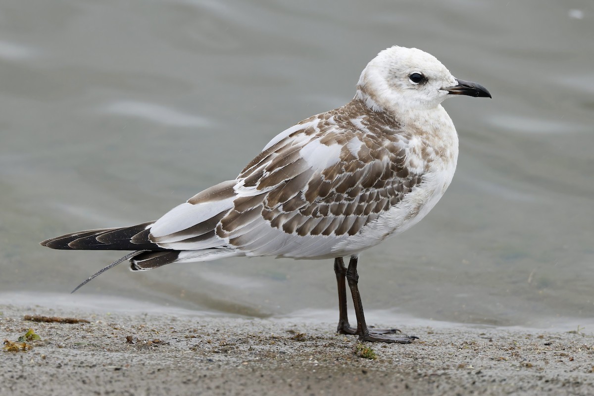 Mouette mélanocéphale - ML642388553