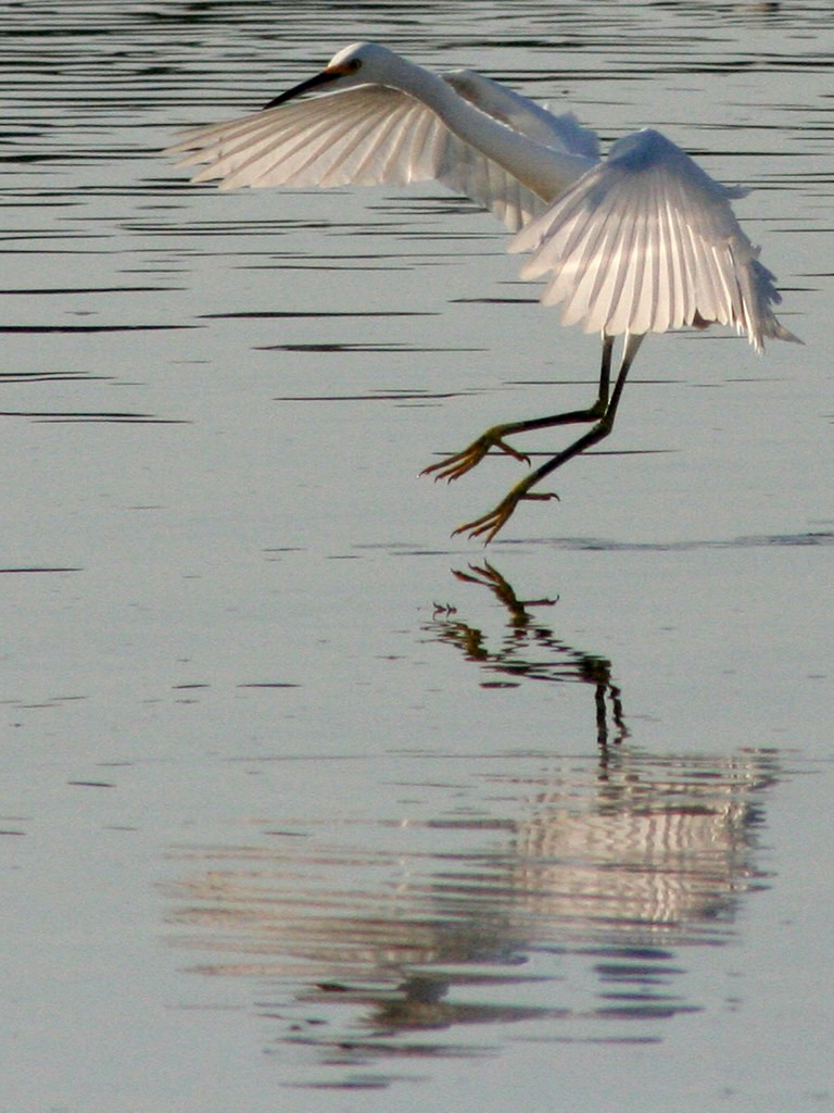 Snowy Egret - ML642388555