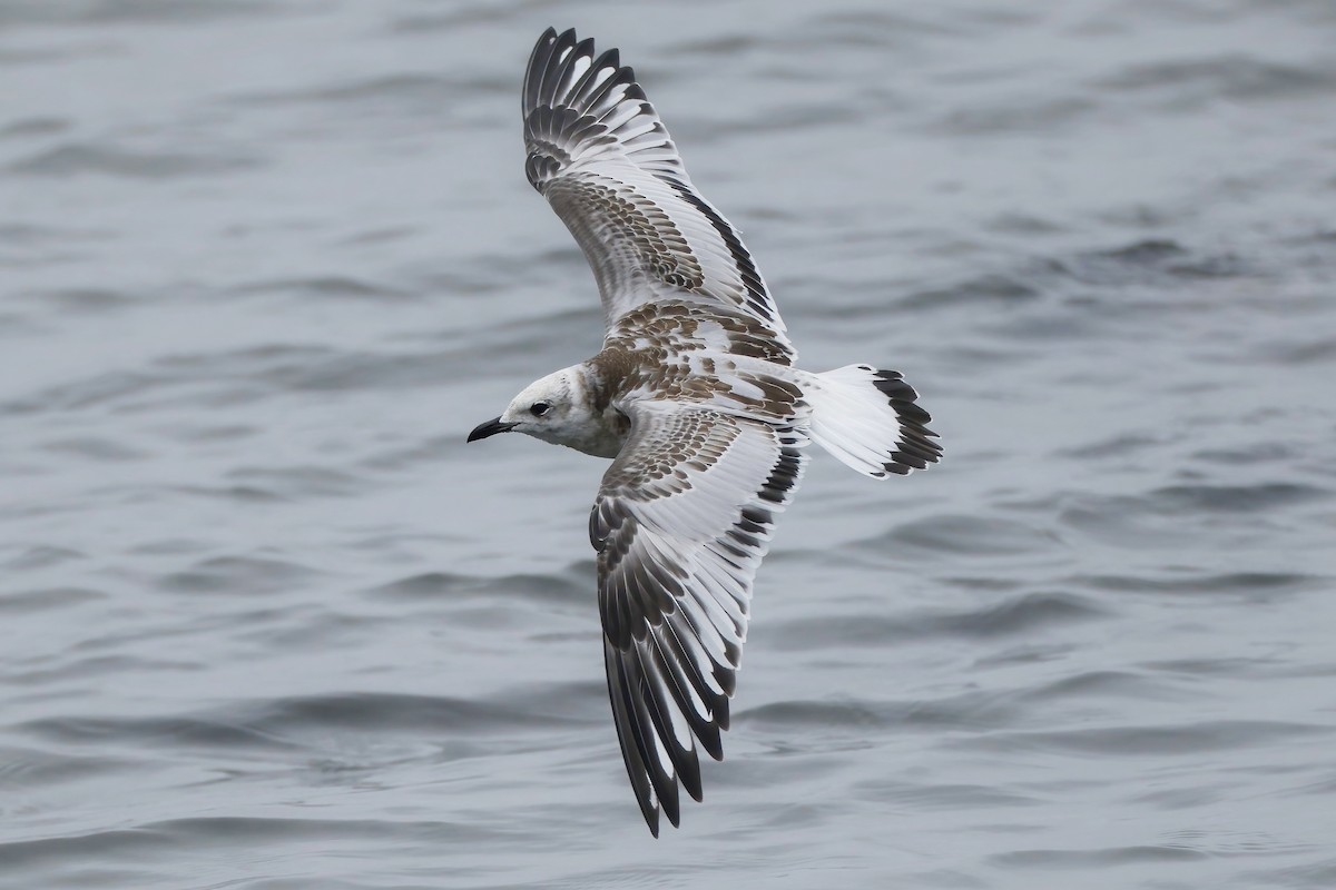 Mouette mélanocéphale - ML642388556