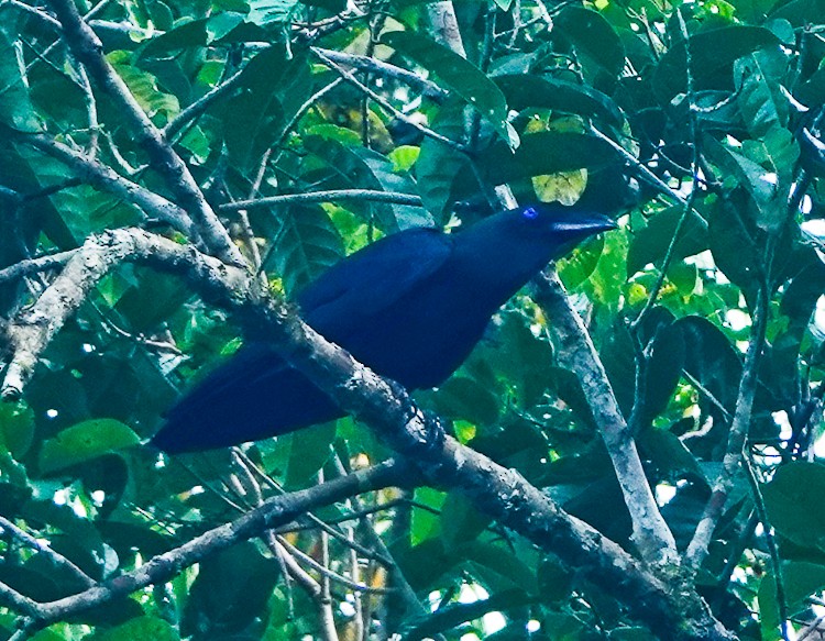 Brown-headed Crow - ML642388561