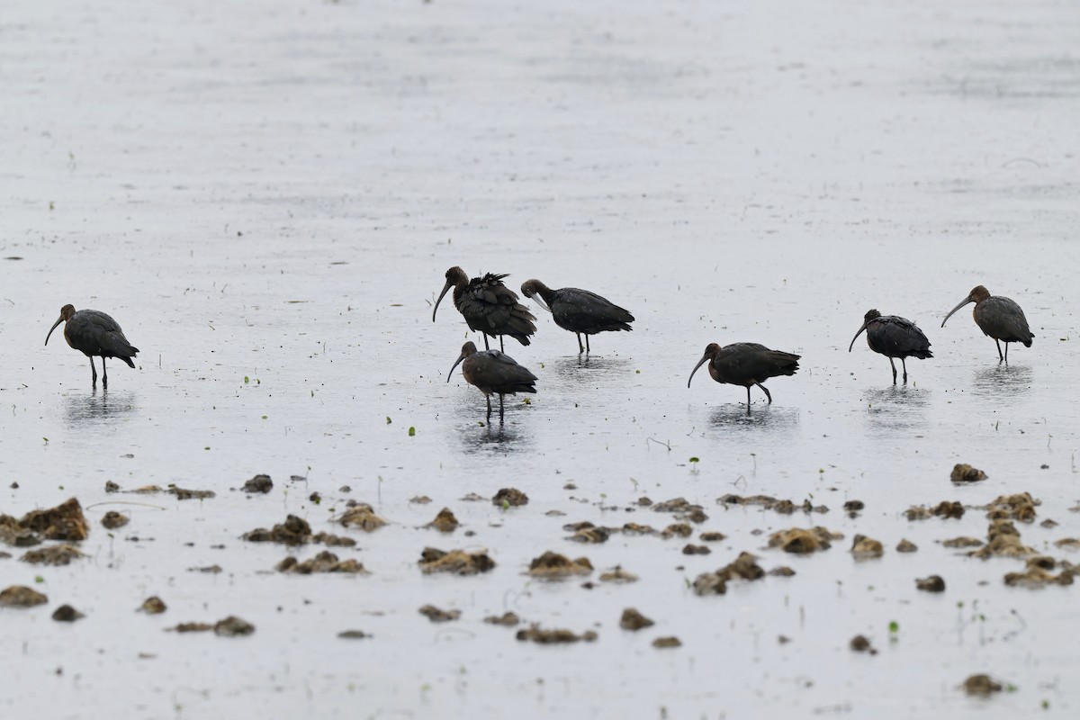 Glossy Ibis - ML642388565