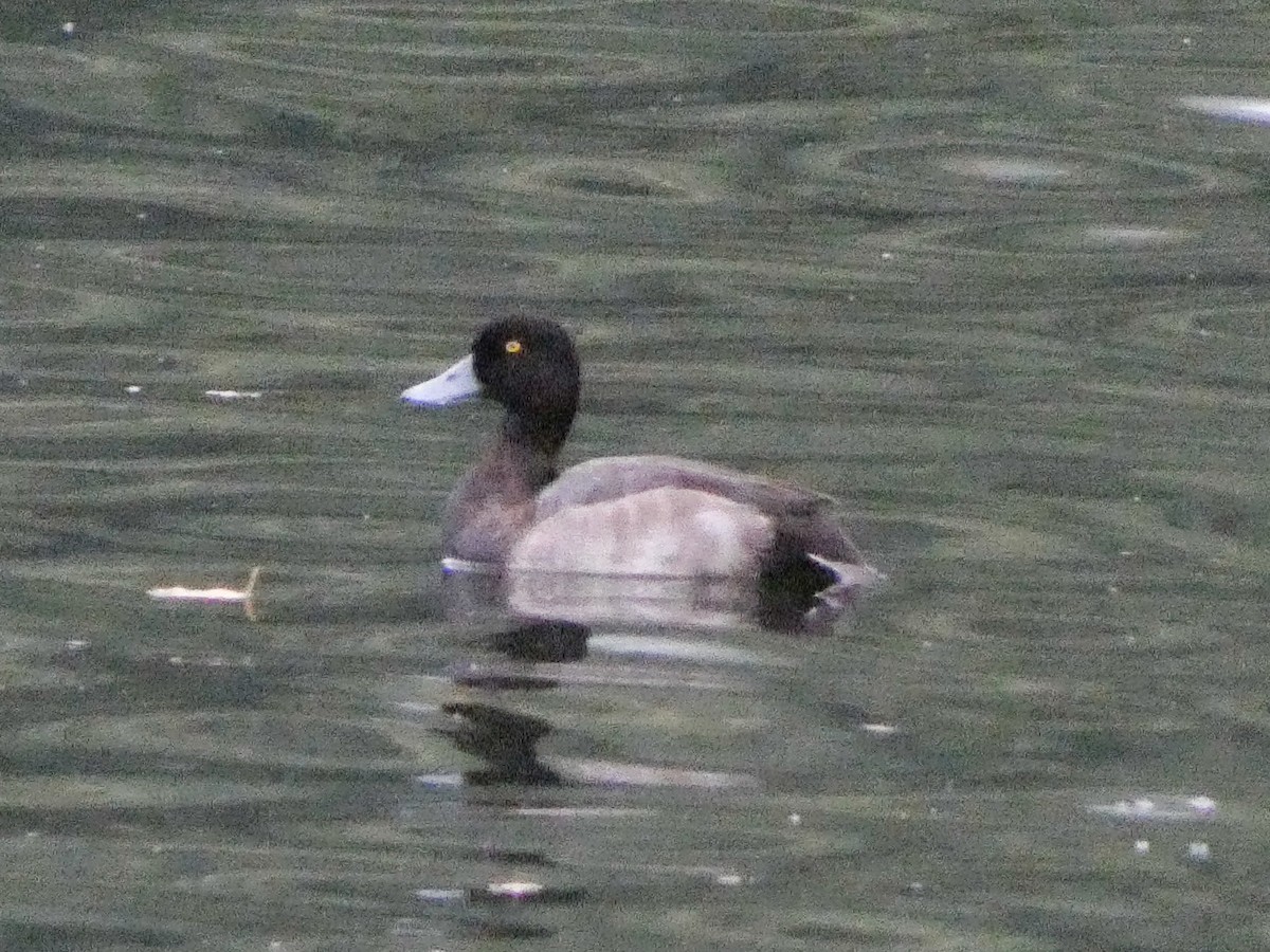 Greater Scaup - ML642388567
