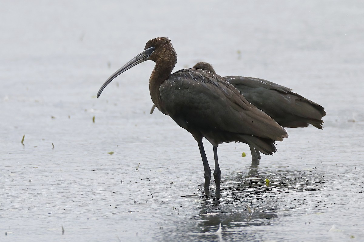 Glossy Ibis - ML642388569
