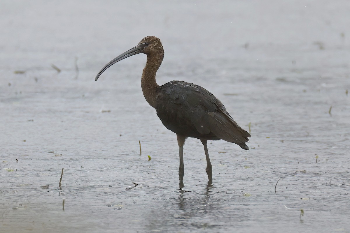 Glossy Ibis - ML642388570