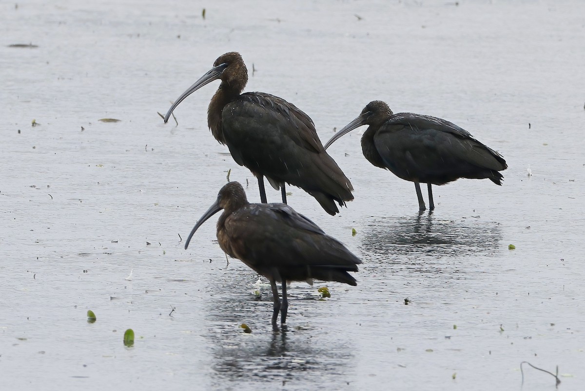 Glossy Ibis - ML642388571