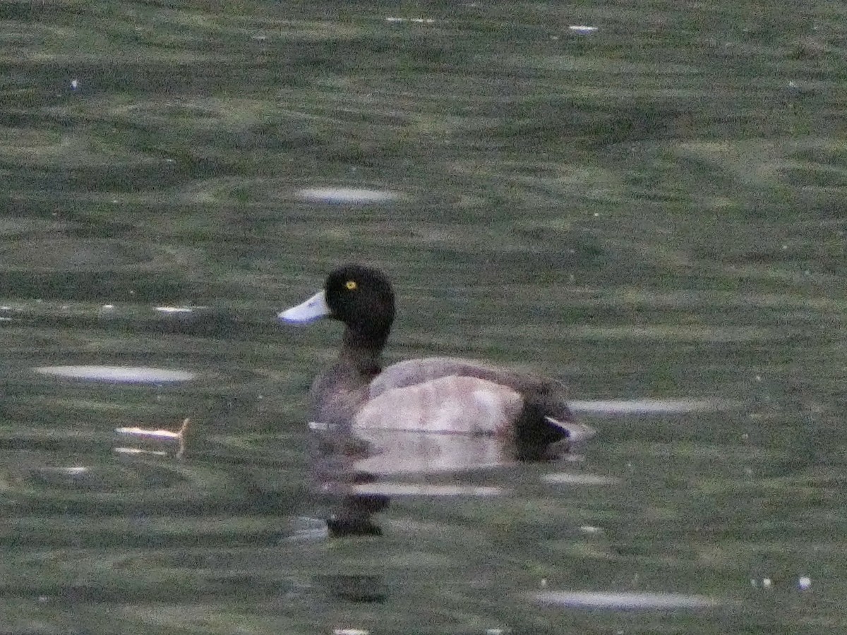 Greater Scaup - ML642388580