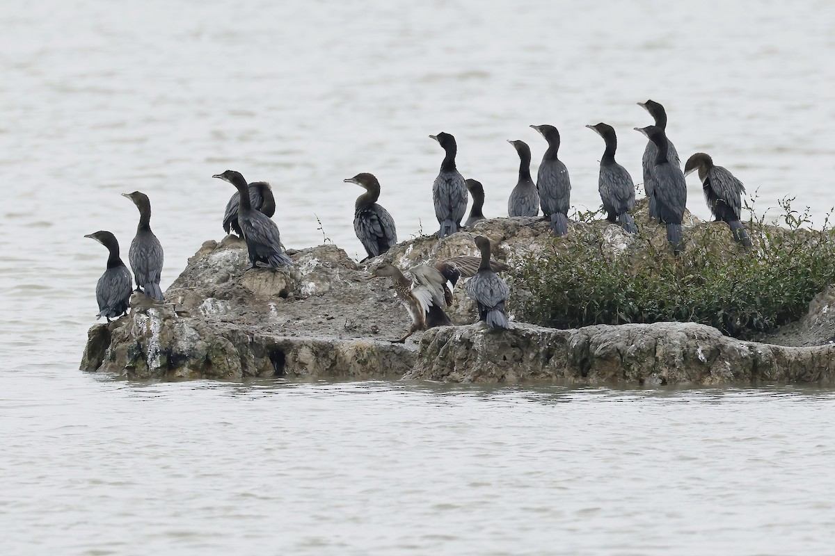 Pygmy Cormorant - ML642388583
