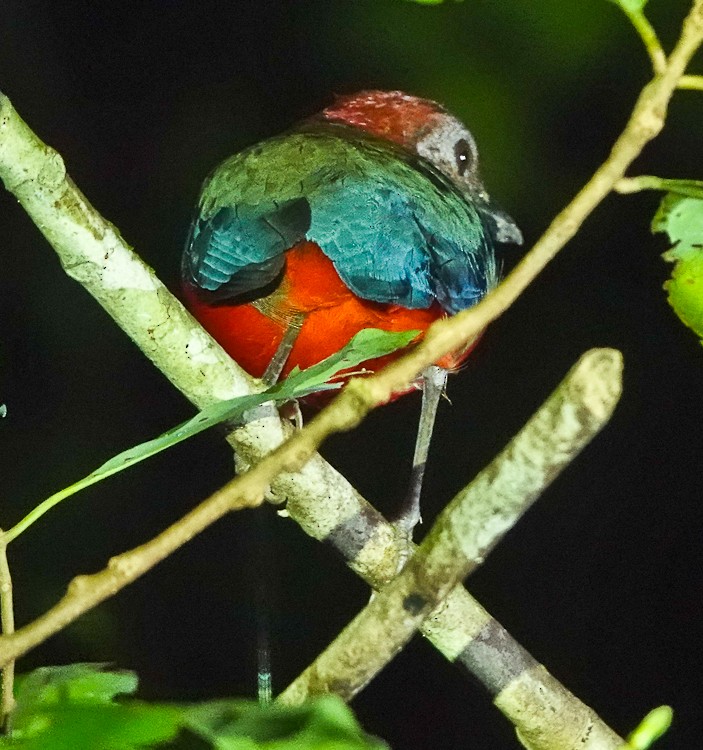 Papuan Pitta - ML642388584