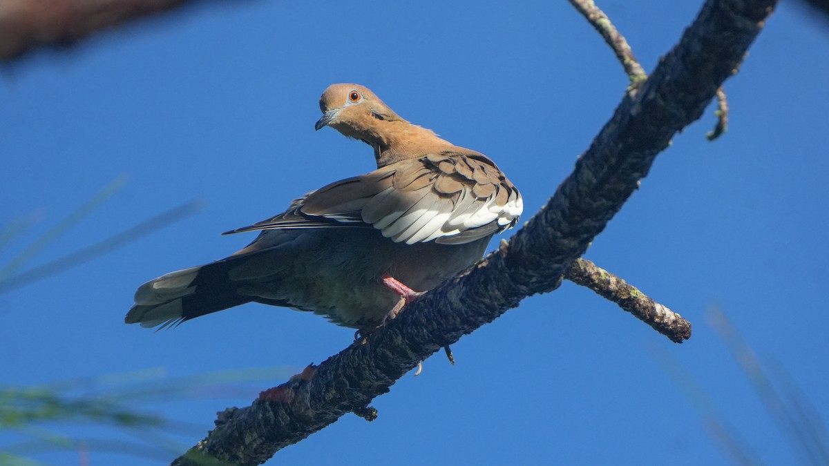 White-winged Dove - ML642388590