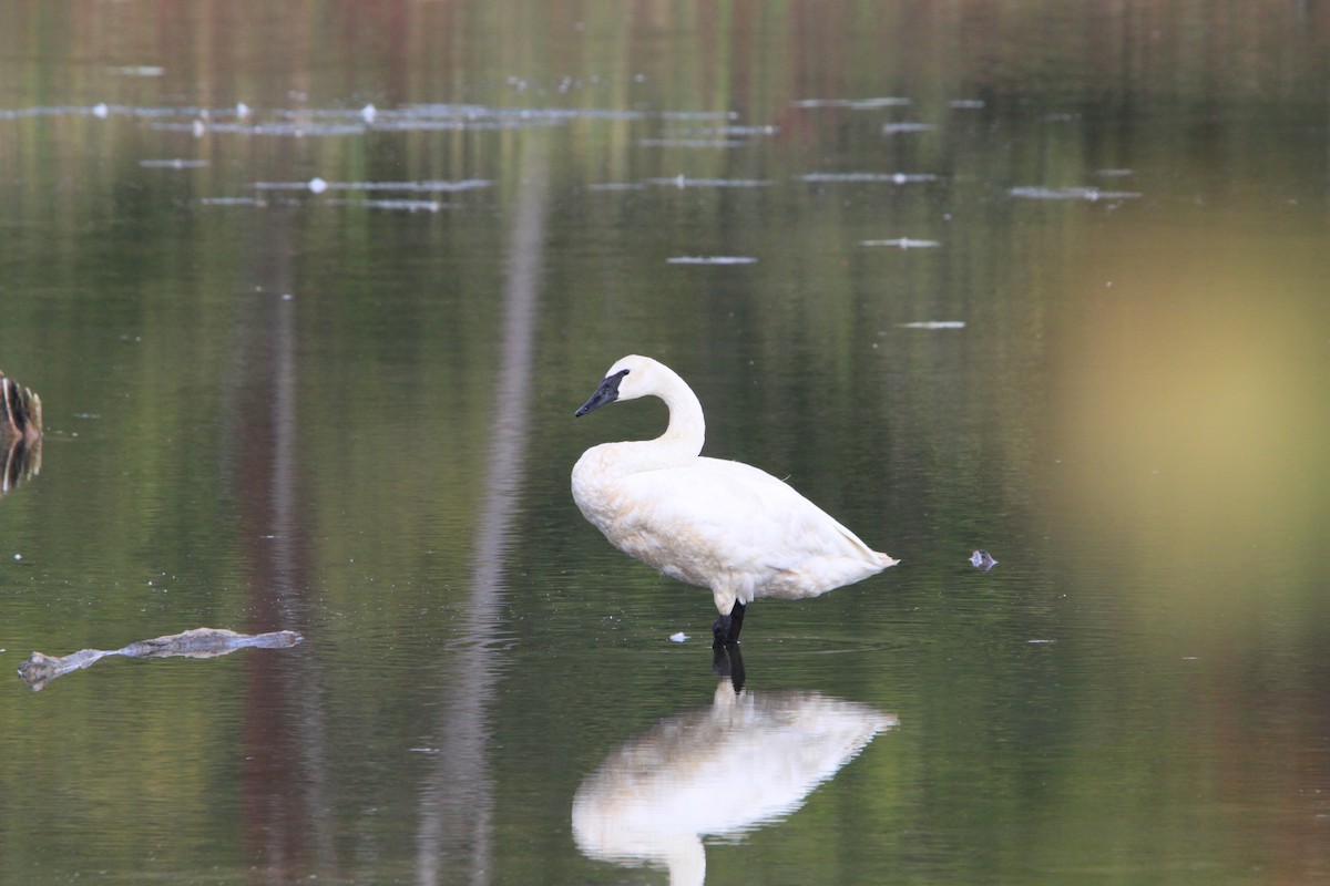 Trumpeter Swan - ML642388591