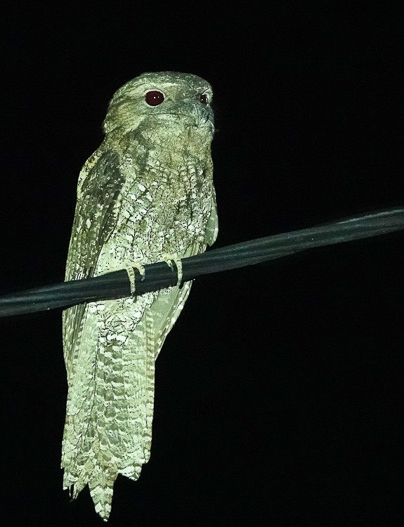 Papuan Frogmouth - ML642388597