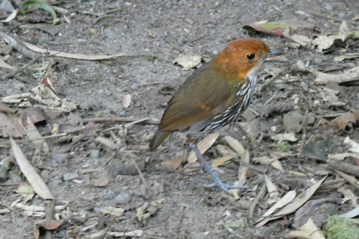 Chestnut-crowned Antpitta - ML642388599