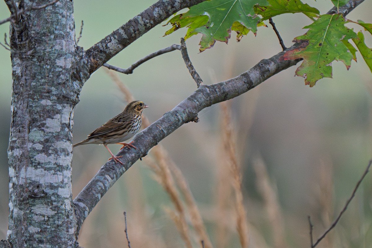 Savannah Sparrow (Savannah) - ML642388602