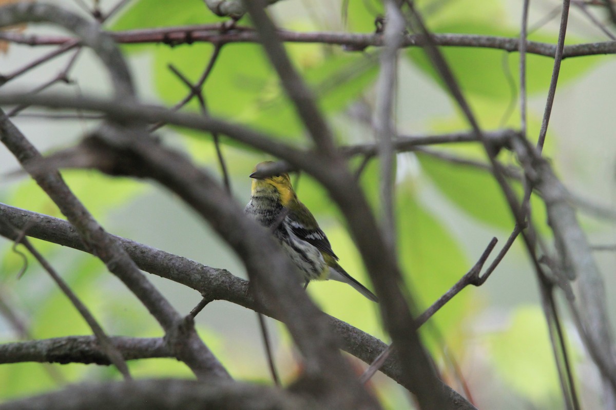 Black-throated Green Warbler - ML642388604