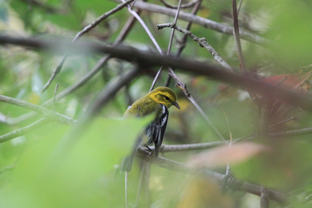Black-throated Green Warbler - ML642388605
