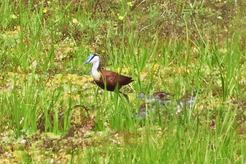 African Jacana - ML642388612