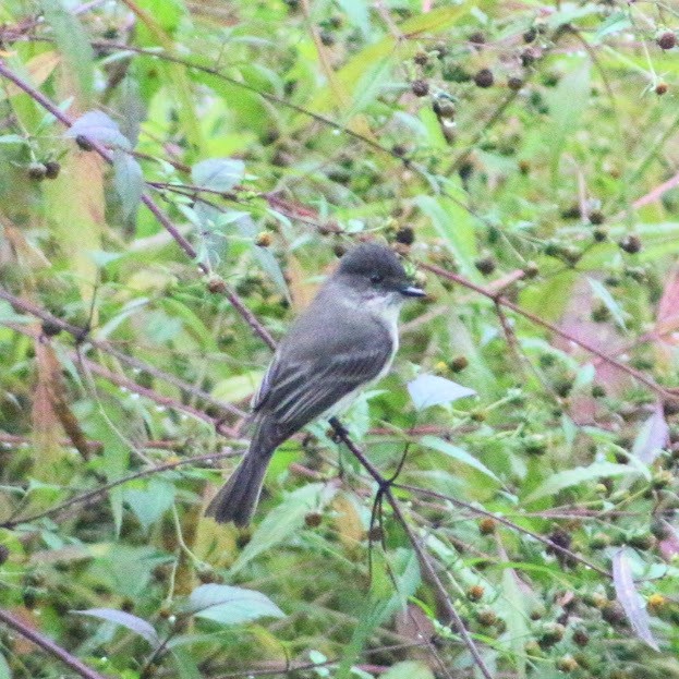 Eastern Phoebe - ML642388614