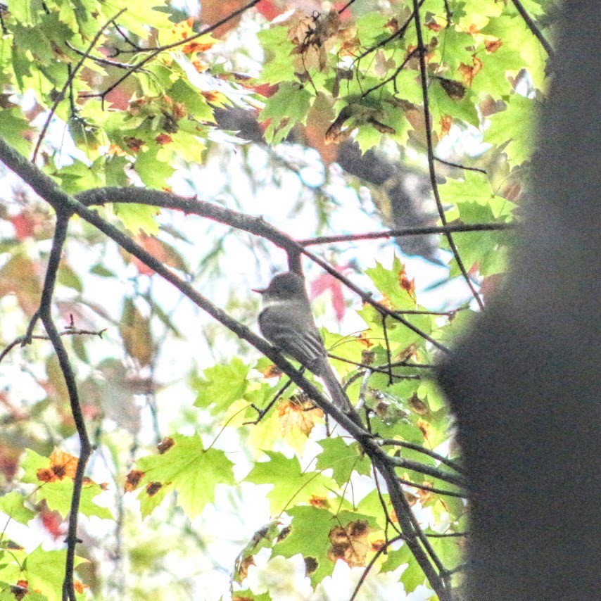 Eastern Phoebe - ML642388615