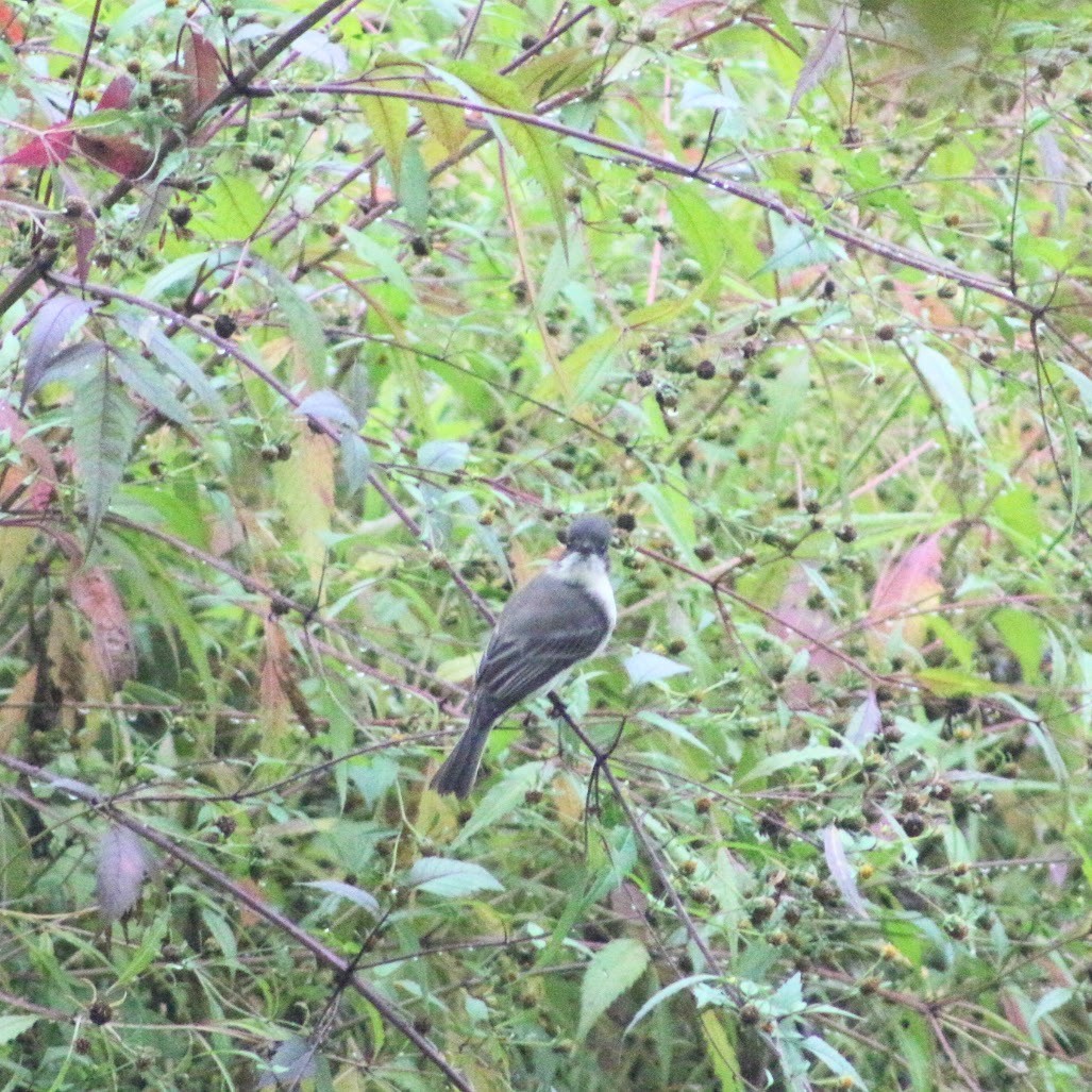 Eastern Phoebe - ML642388616