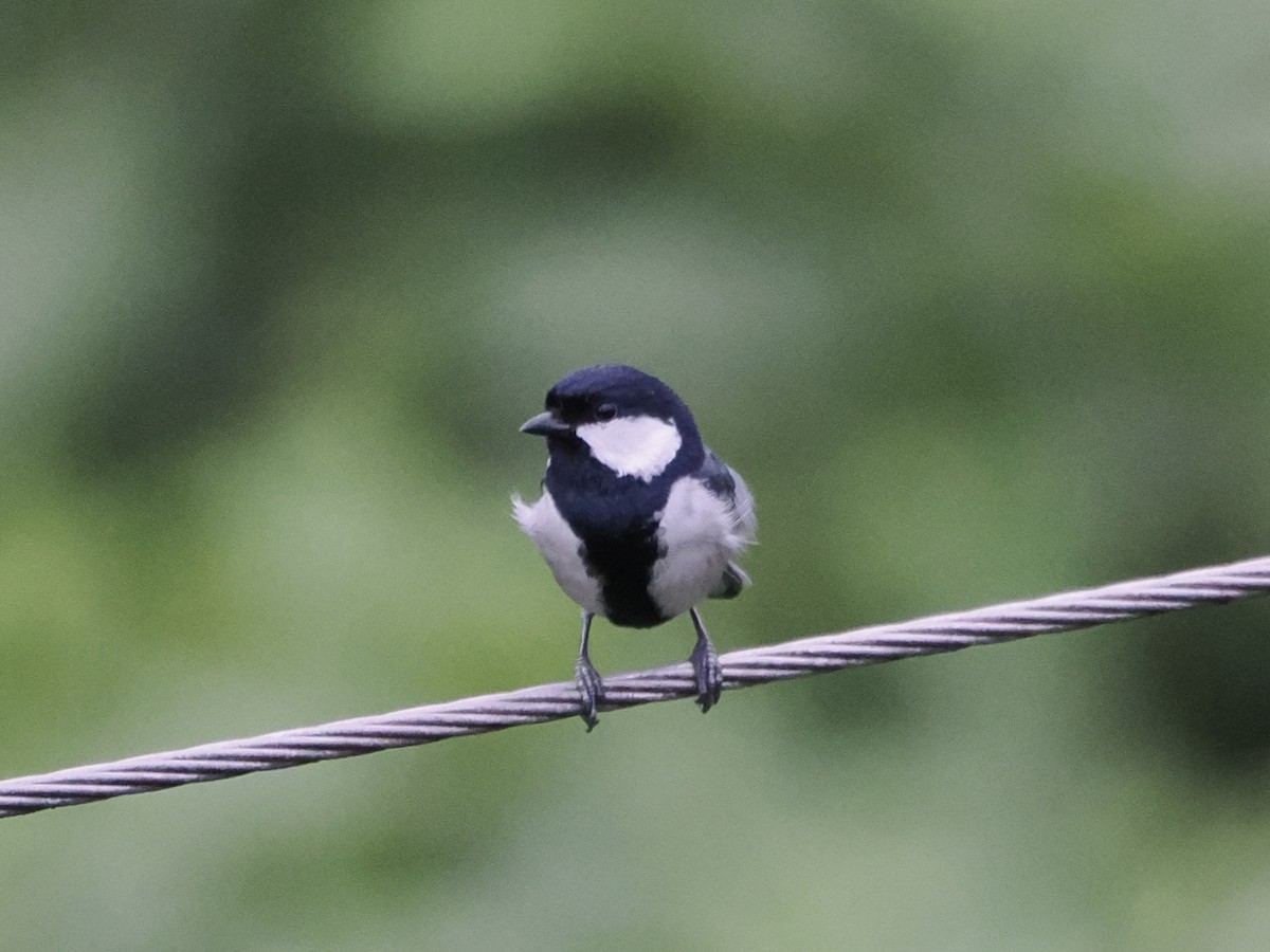 シジュウカラ - ML642388621