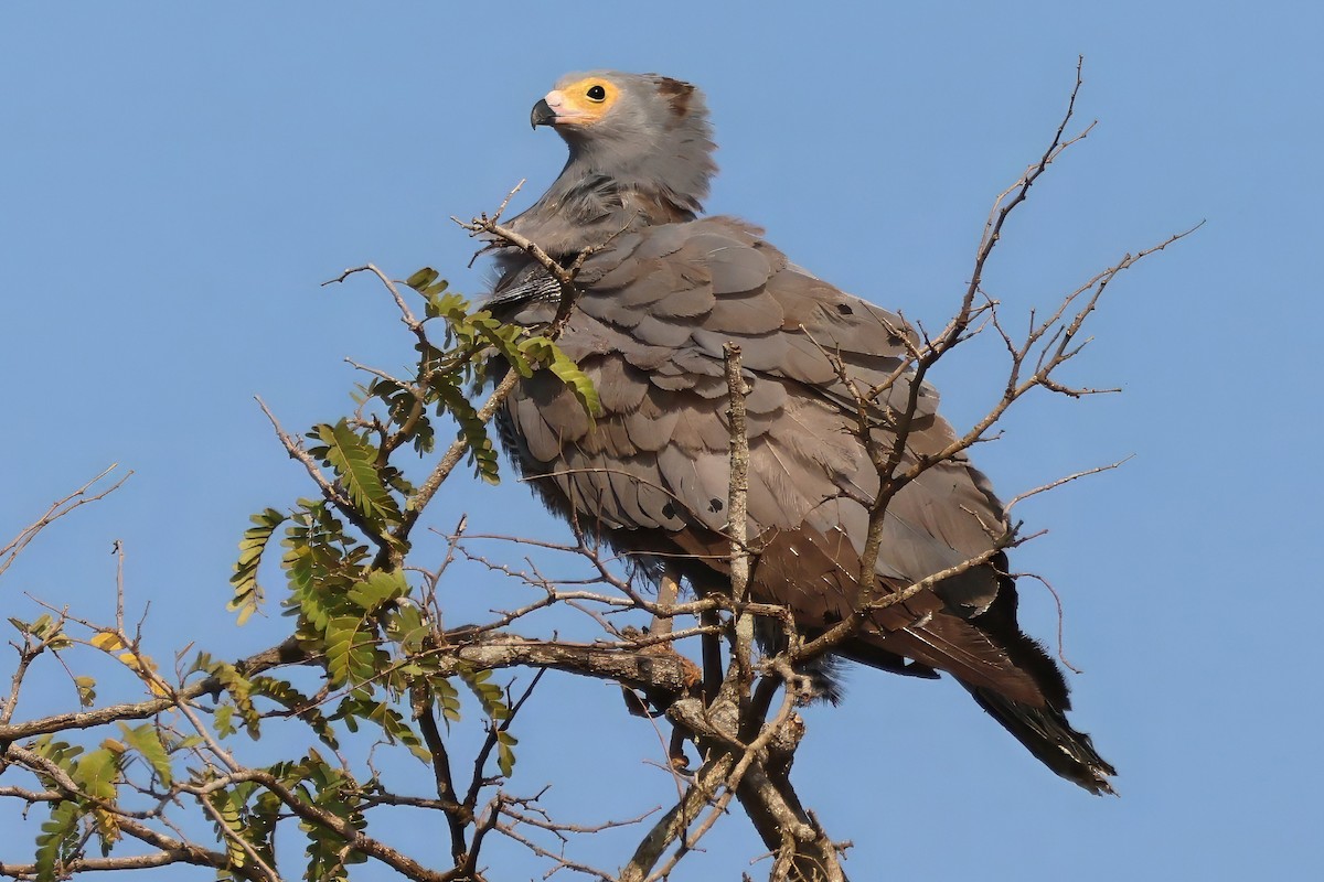 African Harrier-Hawk - ML642388642
