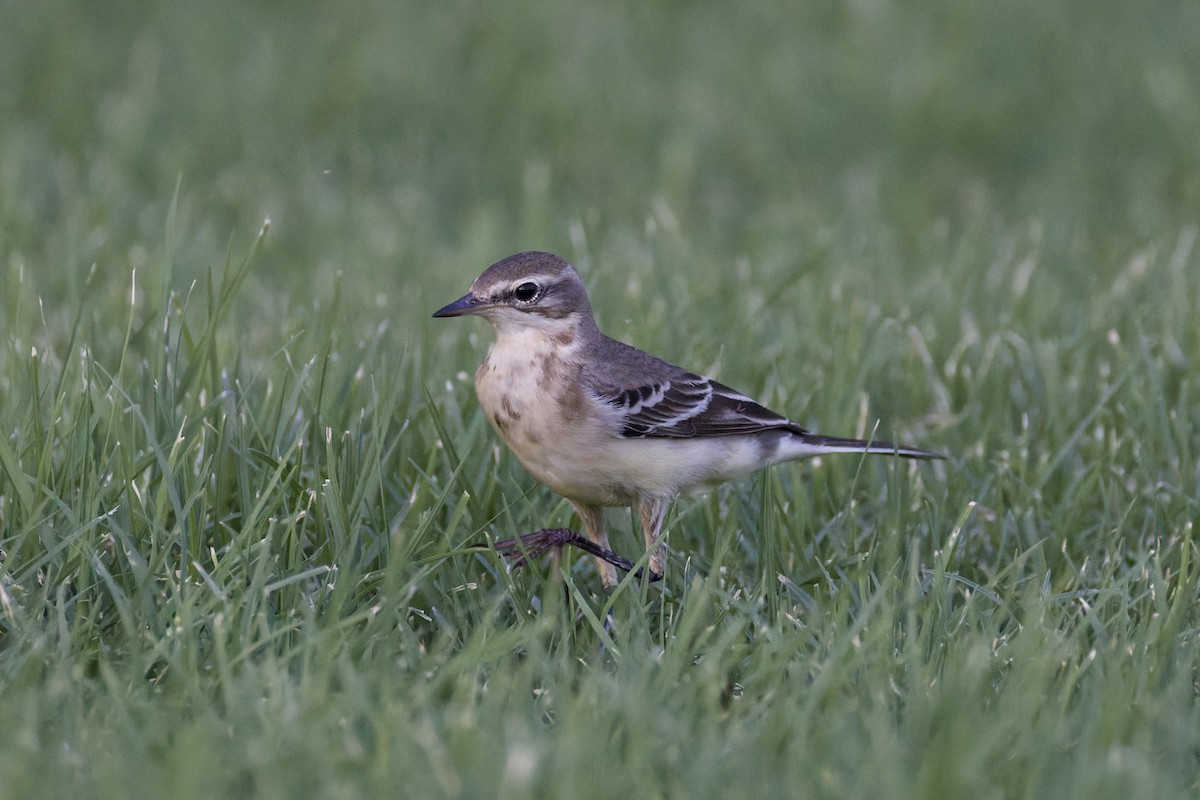 Western Yellow Wagtail - ML642388643