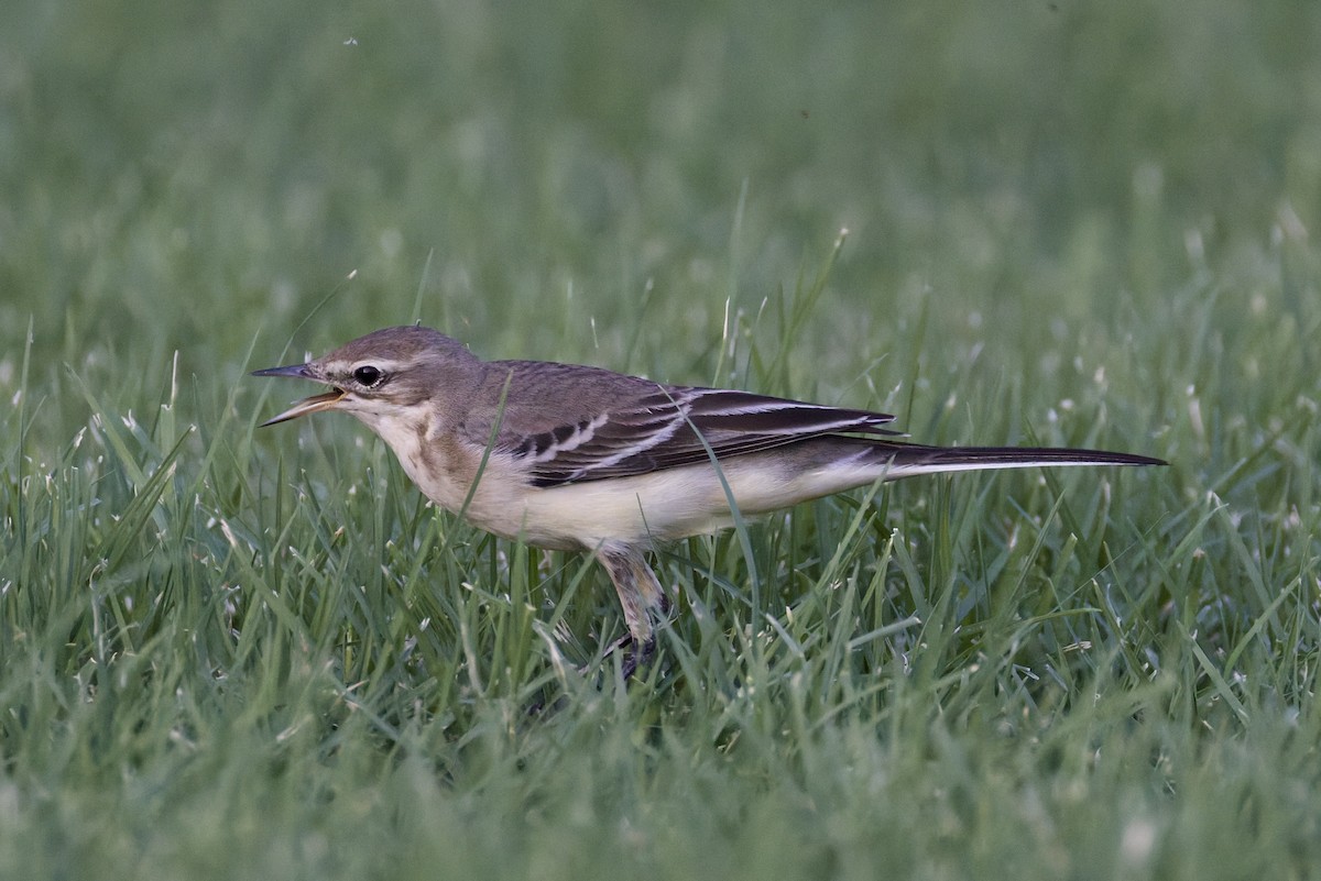 Western Yellow Wagtail - ML642388646