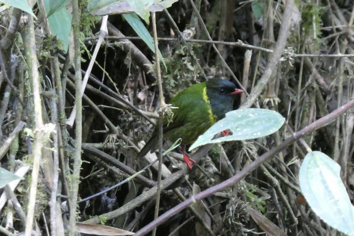 Green-and-black Fruiteater - ML642388657