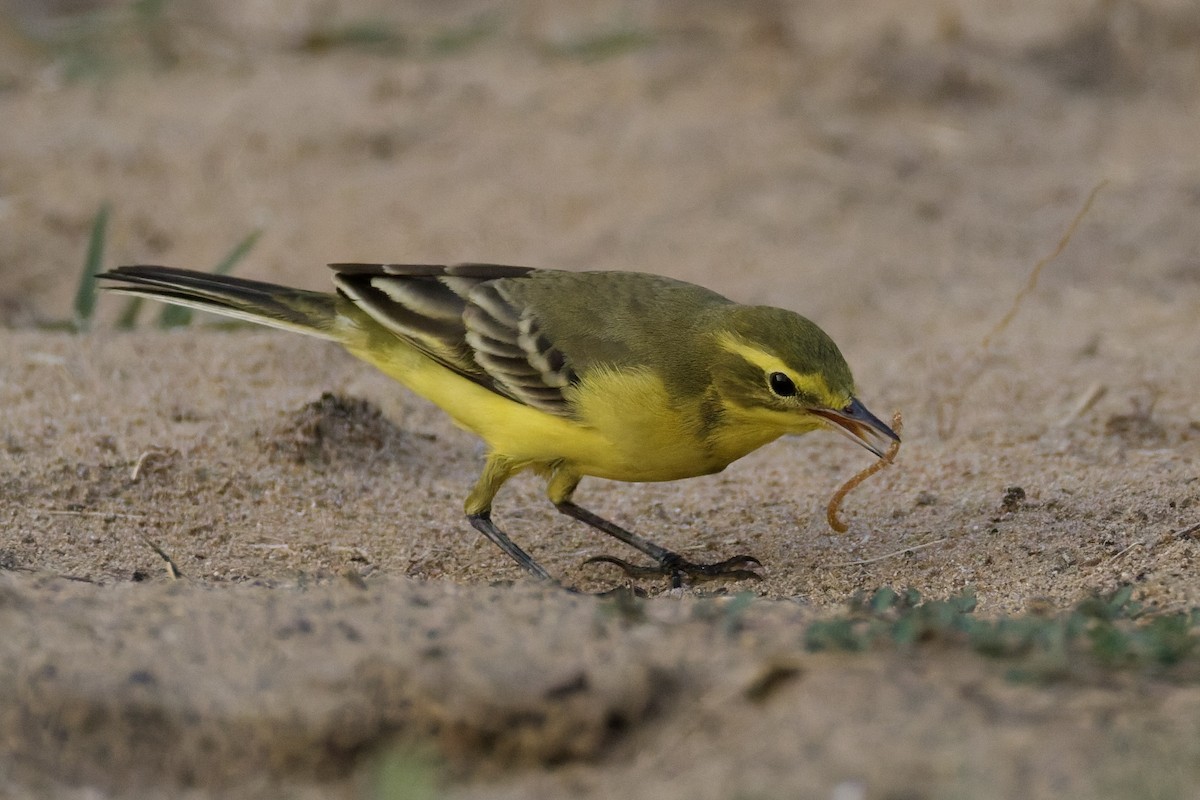 Western Yellow Wagtail (lutea) - ML642388665