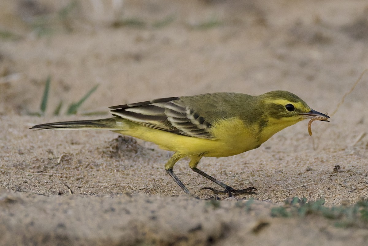 Western Yellow Wagtail (lutea) - ML642388666