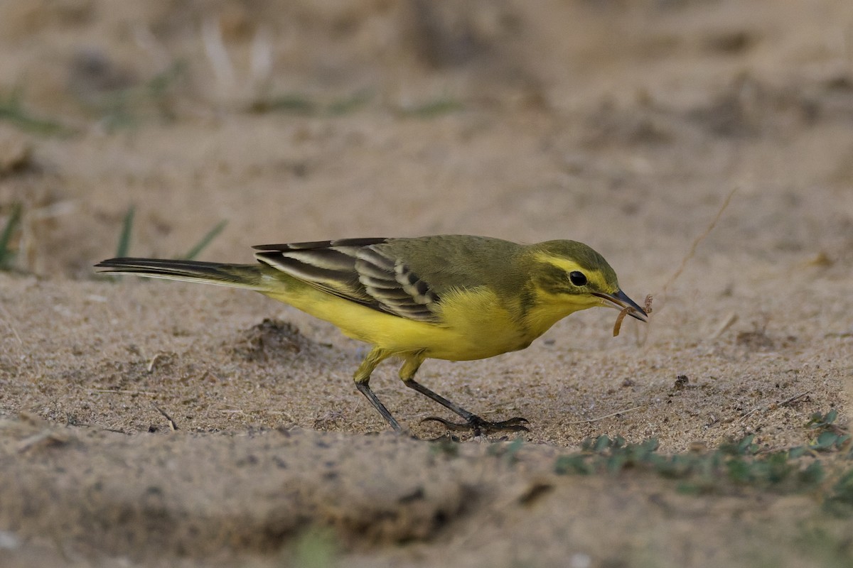 Western Yellow Wagtail (lutea) - ML642388667