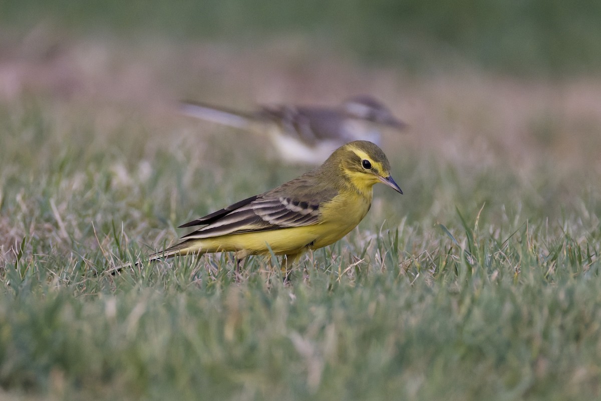 Western Yellow Wagtail (lutea) - ML642388668