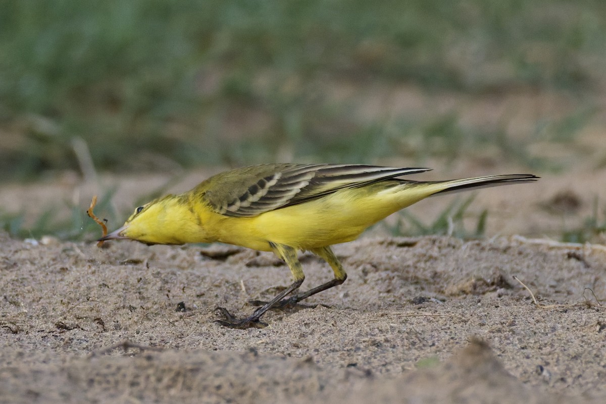 Western Yellow Wagtail (lutea) - ML642388669
