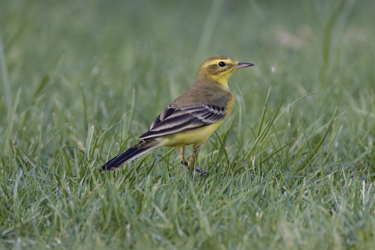 Western Yellow Wagtail (lutea) - ML642388670