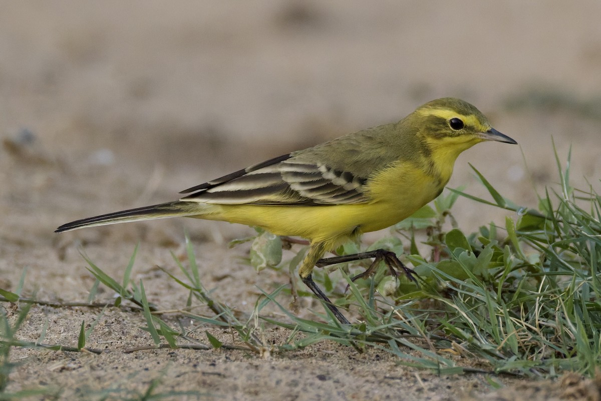 Western Yellow Wagtail (lutea) - ML642388671