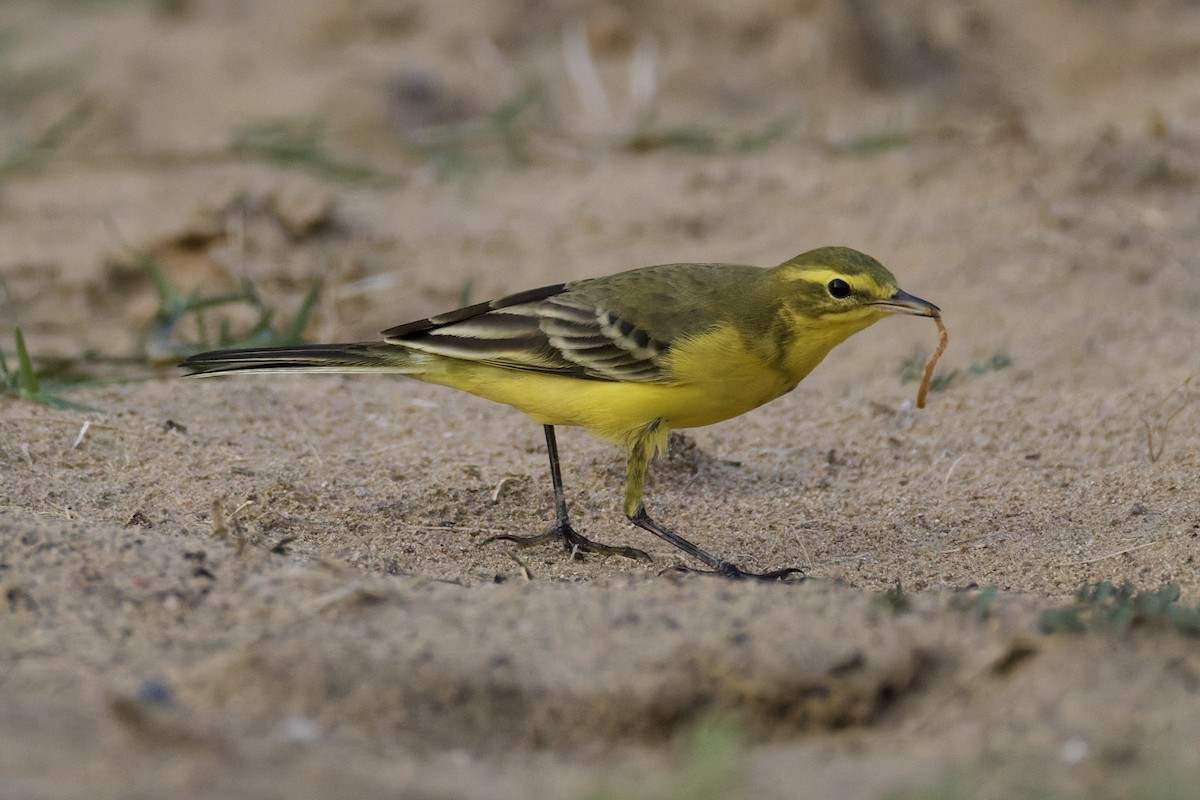 Western Yellow Wagtail (lutea) - ML642388672