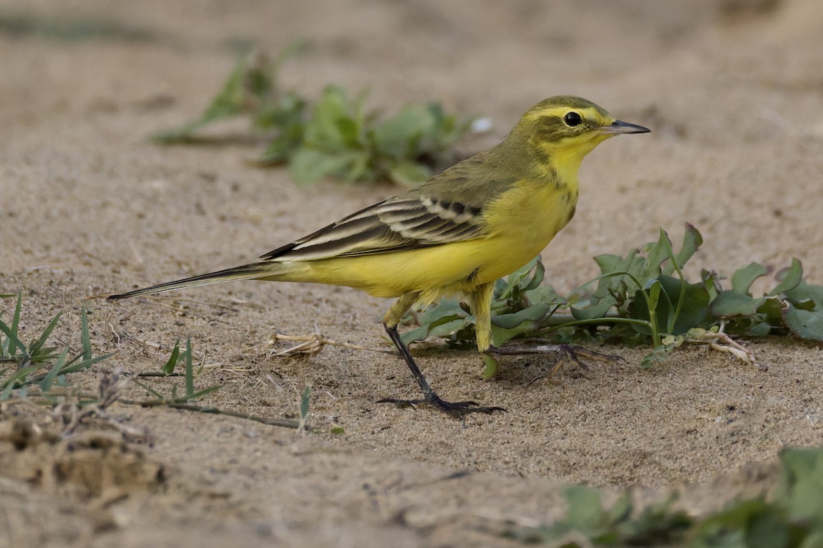 Western Yellow Wagtail (lutea) - ML642388673