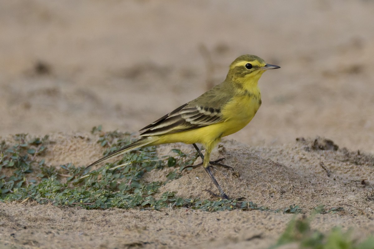 Western Yellow Wagtail (lutea) - ML642388674