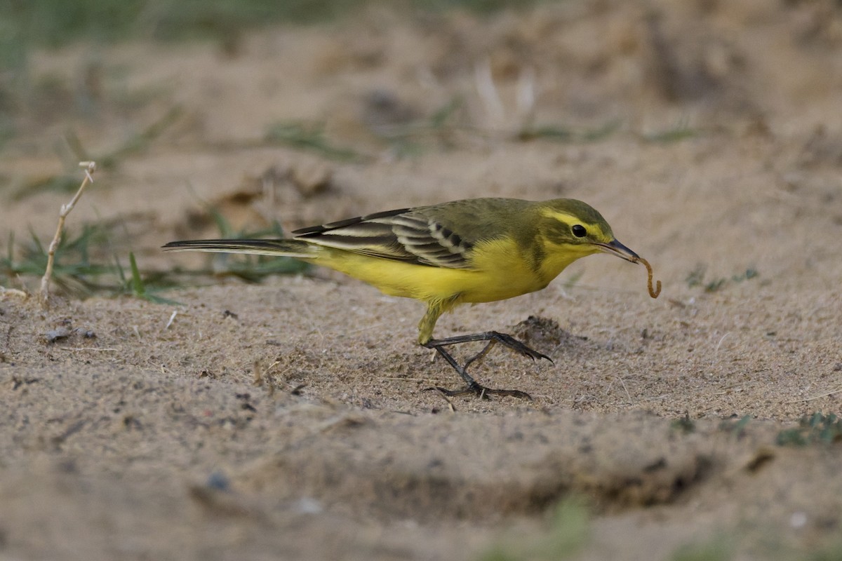 Western Yellow Wagtail (lutea) - ML642388675