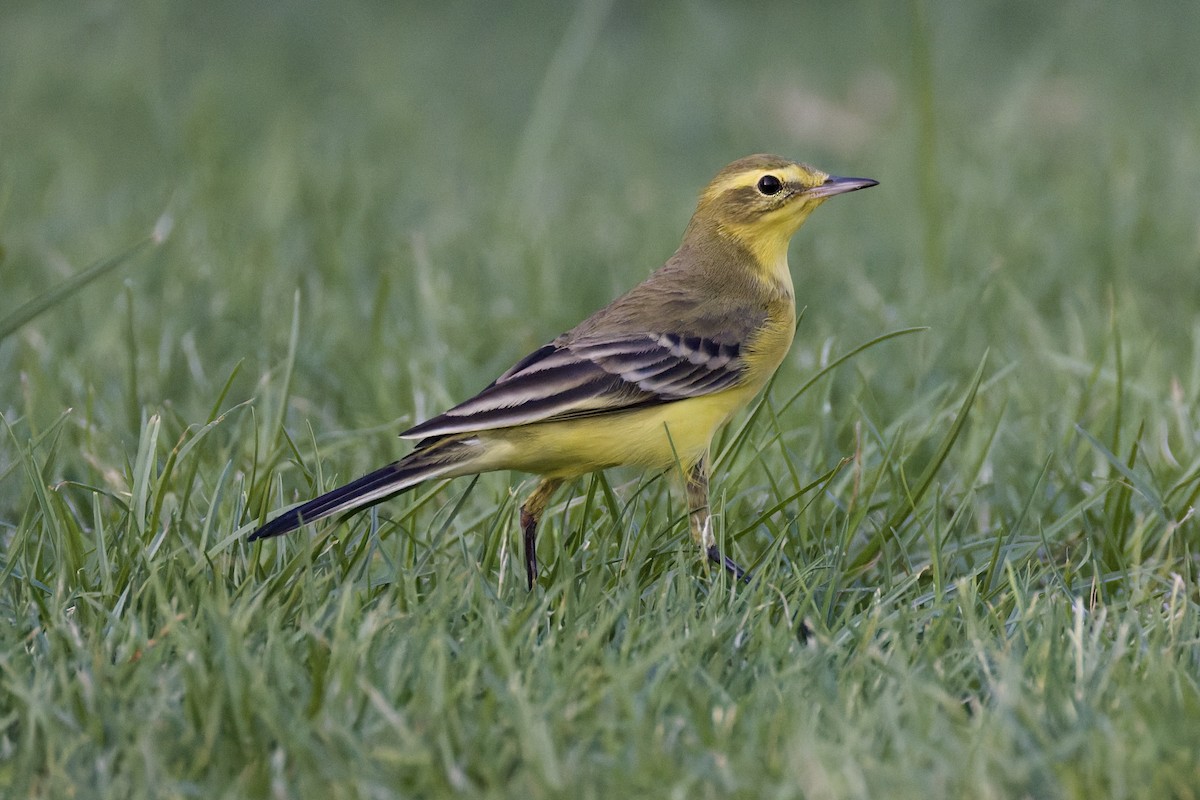 Western Yellow Wagtail (lutea) - ML642388676