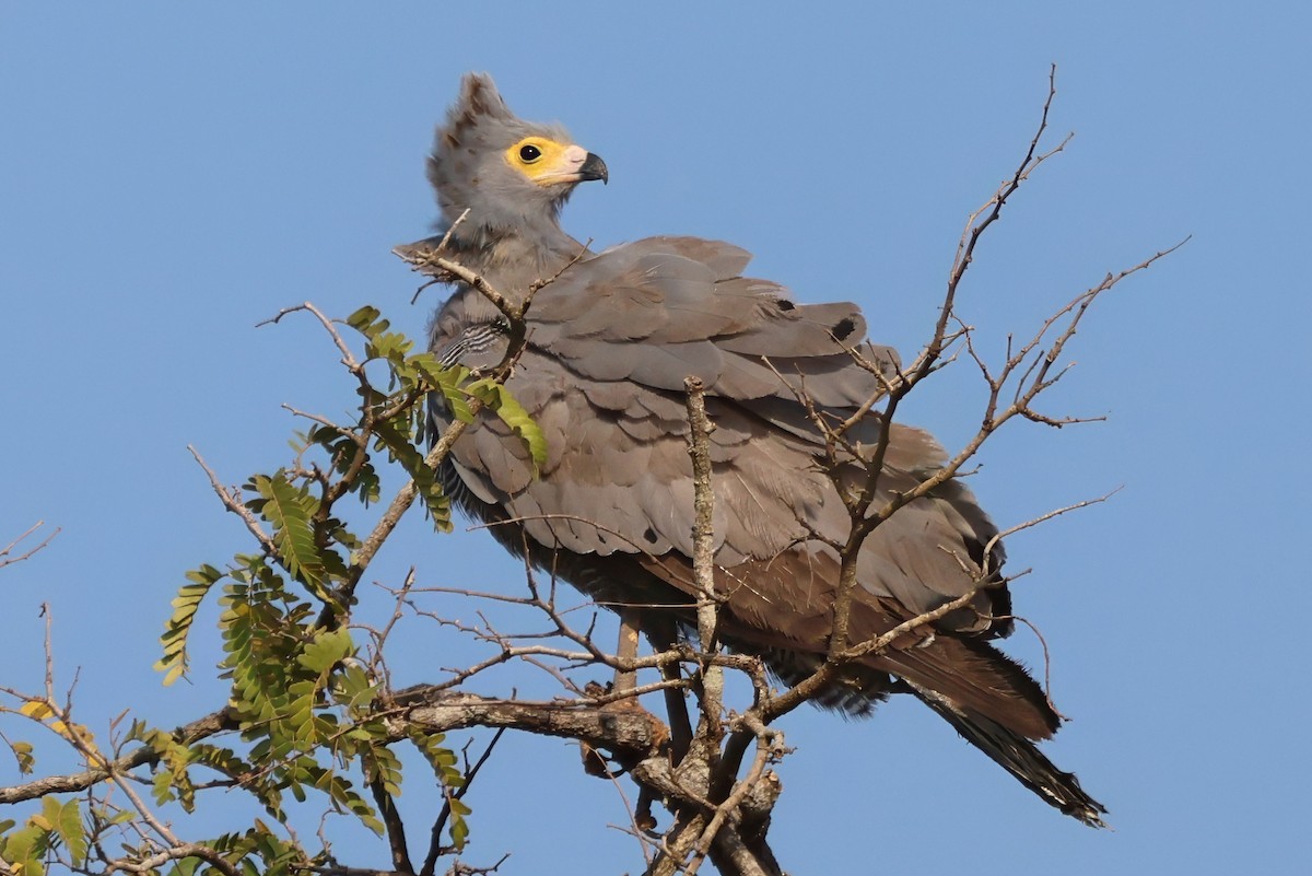 African Harrier-Hawk - ML642388677