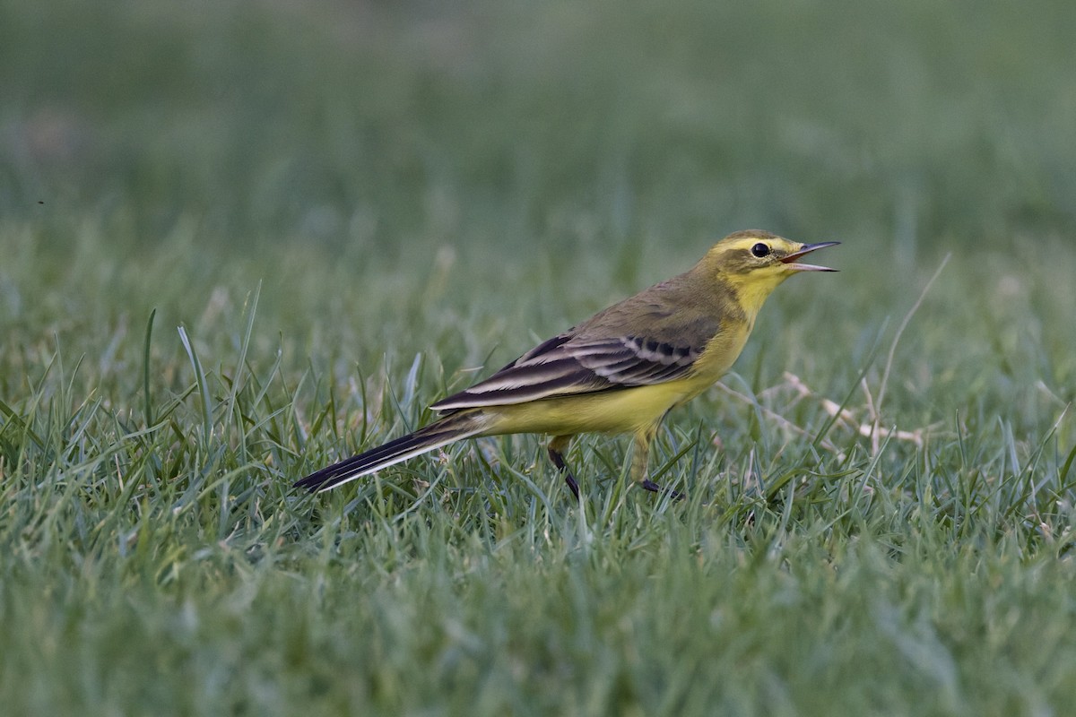 Western Yellow Wagtail (lutea) - ML642388678