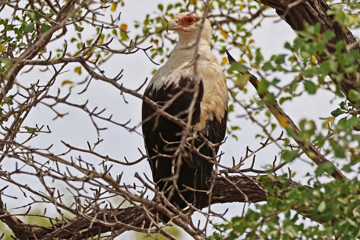 Palm-nut Vulture - ML642388687