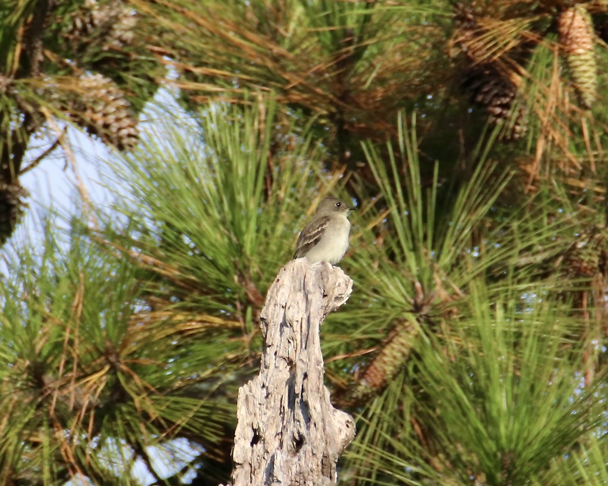Eastern Wood-Pewee - ML642388698