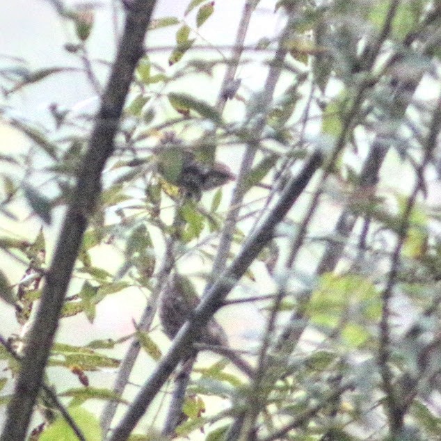 Ötücü Serçe - ML642388708